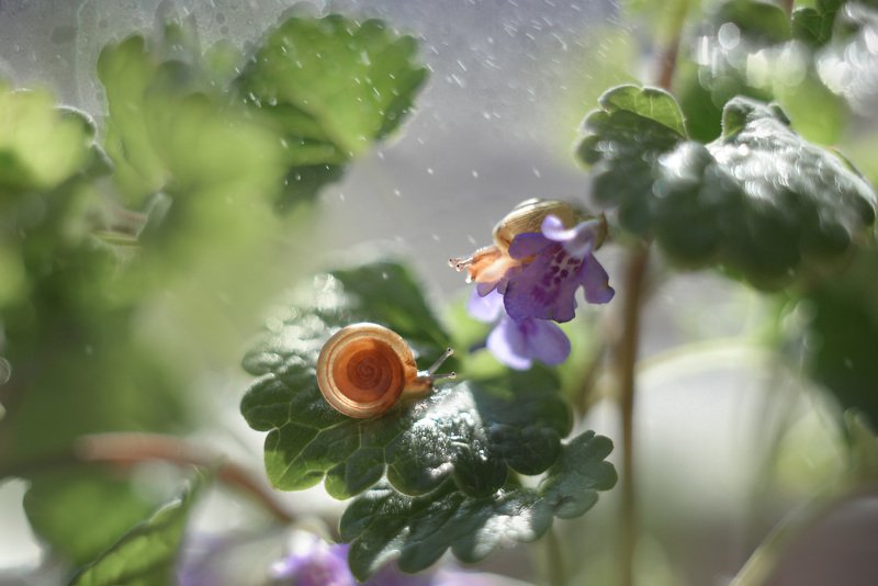 макро Подружки греются на солнце фото превью