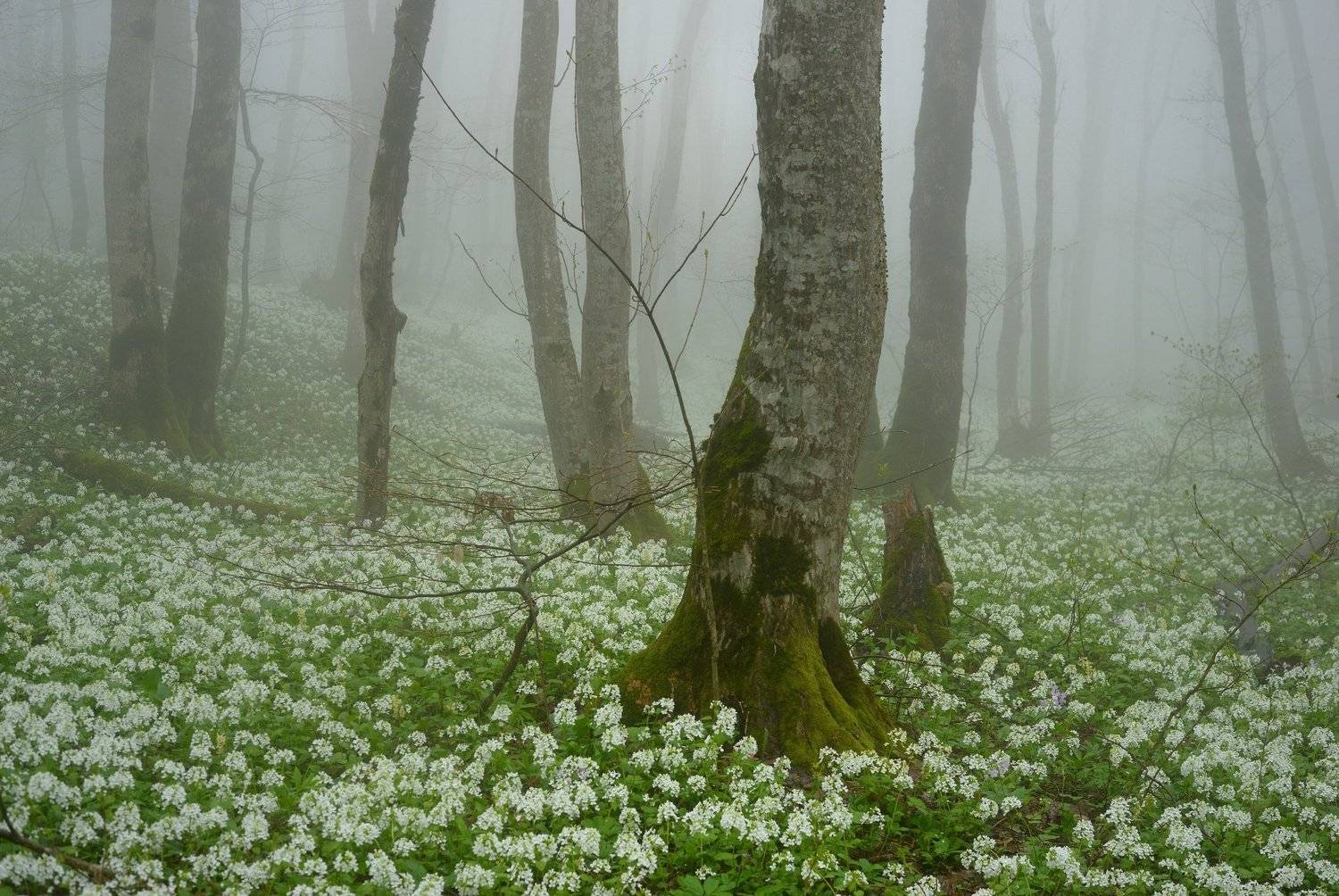 лес туман весна цветы, Александр Жарников