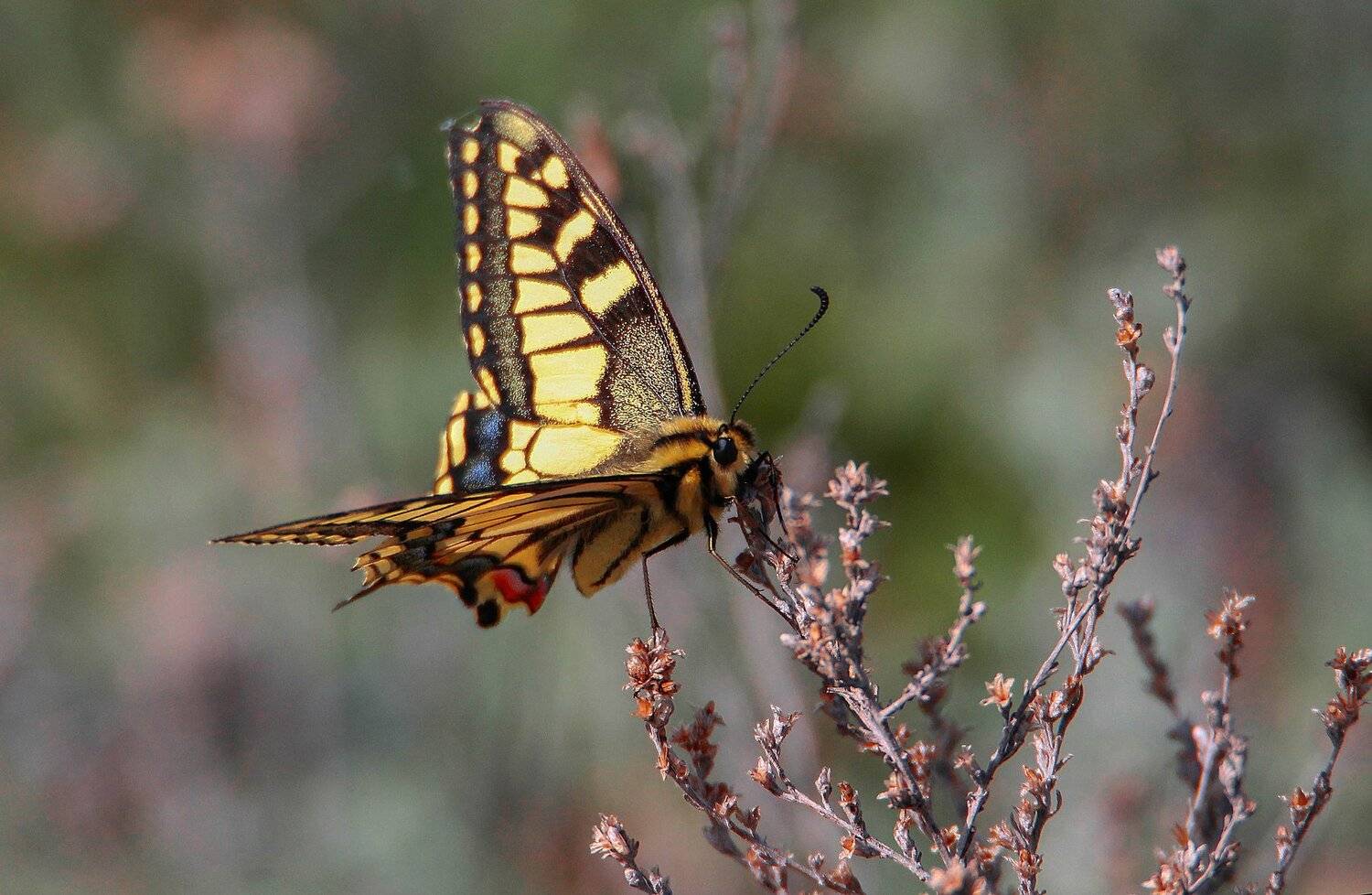 бабочка ,макро,фауна., Marat Magov
