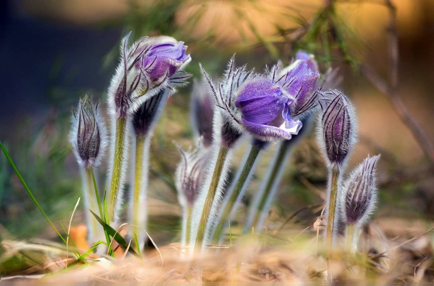 весна, цветы, сон-, трава, Галанзовская Оксана