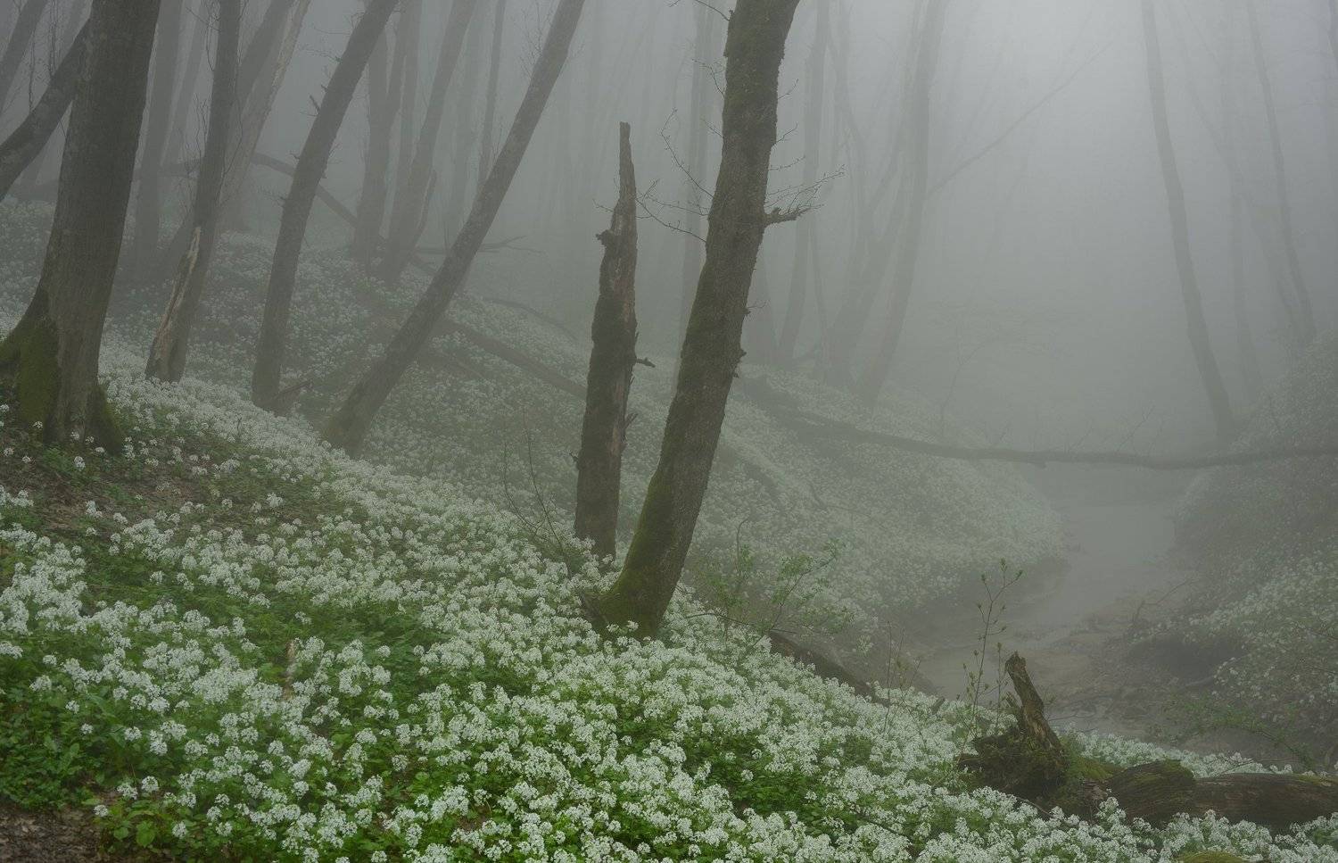 лес туман весна цветы ручей, Александр Жарников