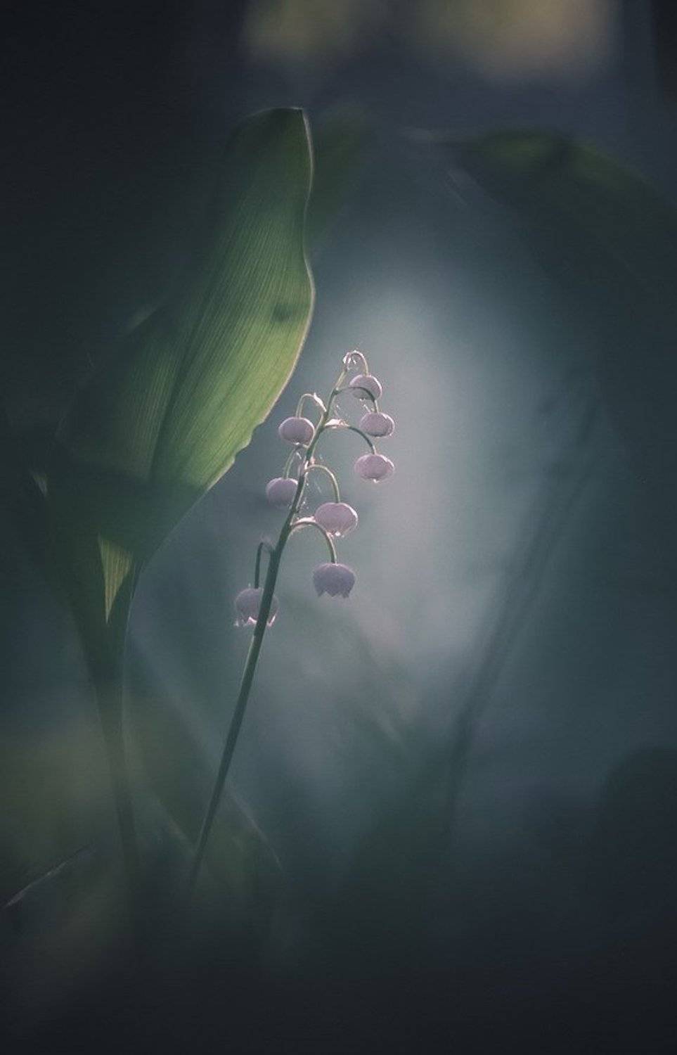 , Вячеслав Мищенко