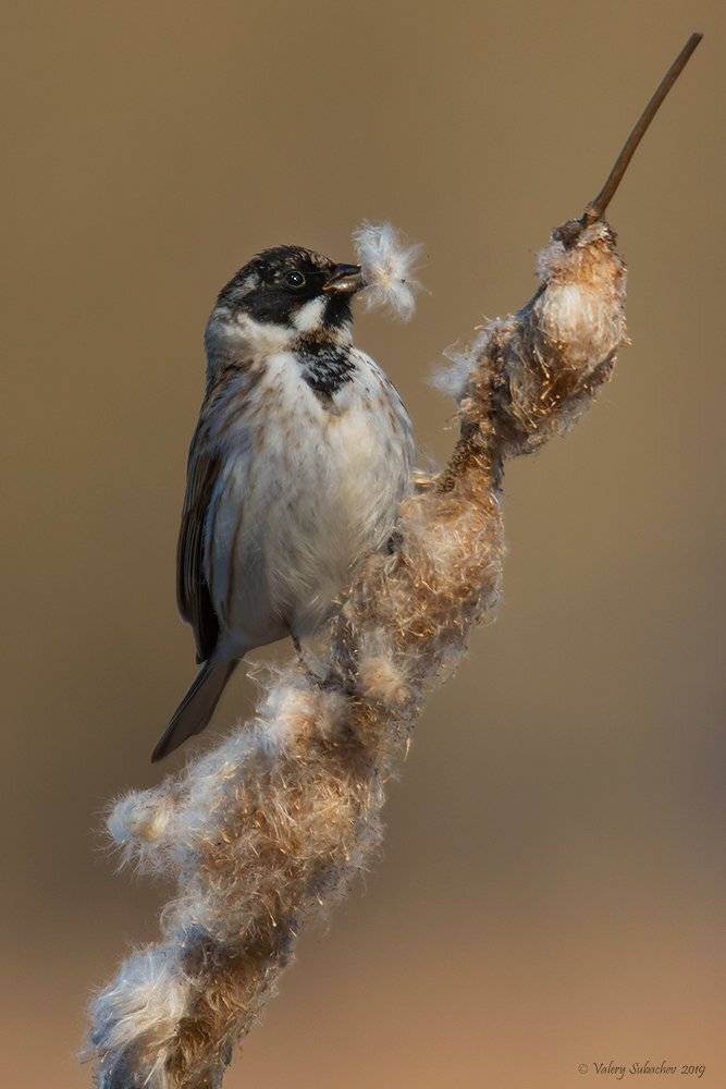 , Валерий Субачев