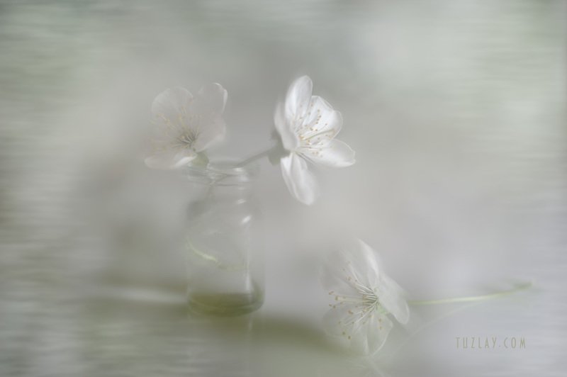 Весенние грёзы с флаконом продолжаются фото превью