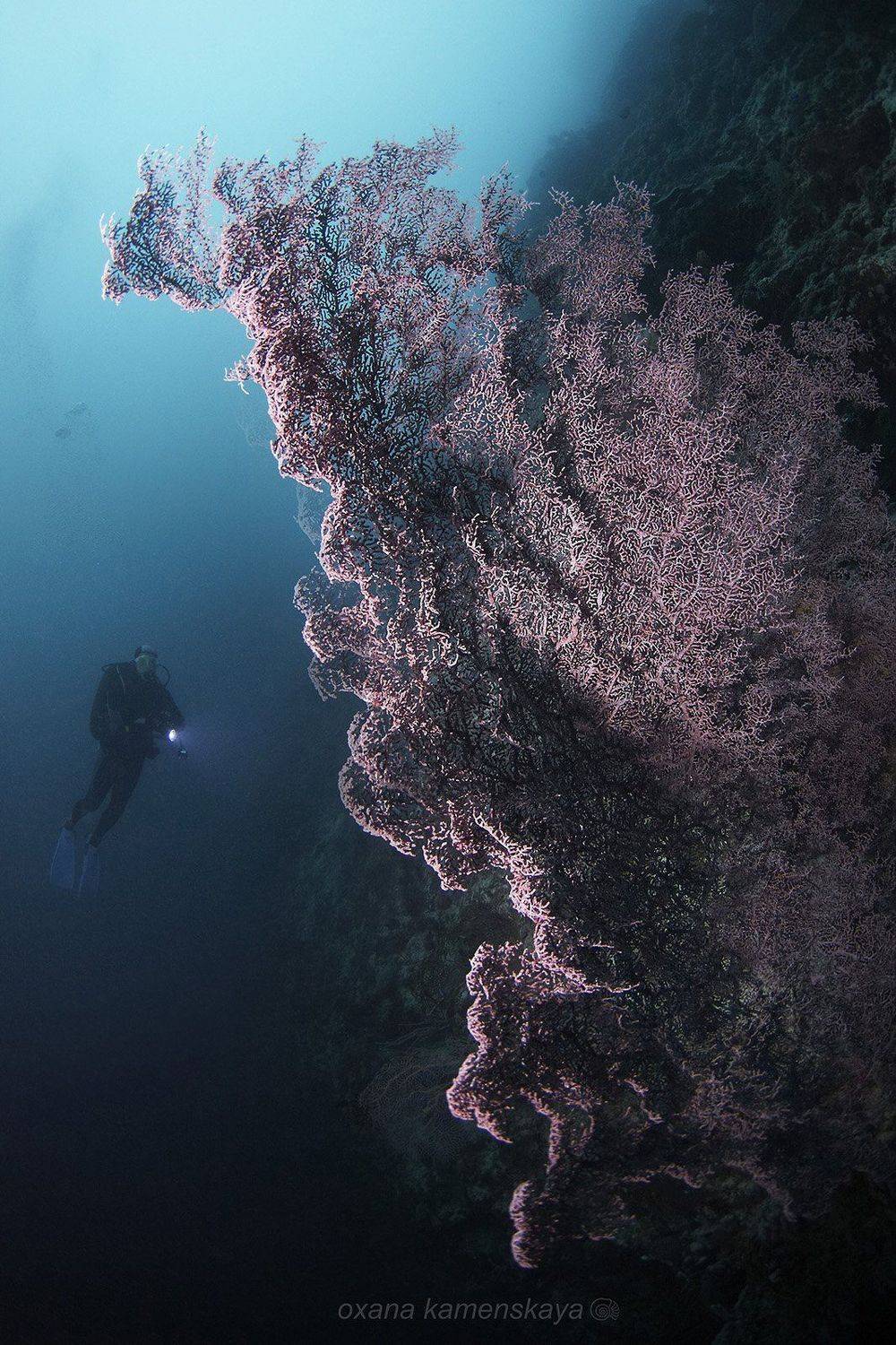 underwater phillipines blue deep diver corall , Оксана Каменская