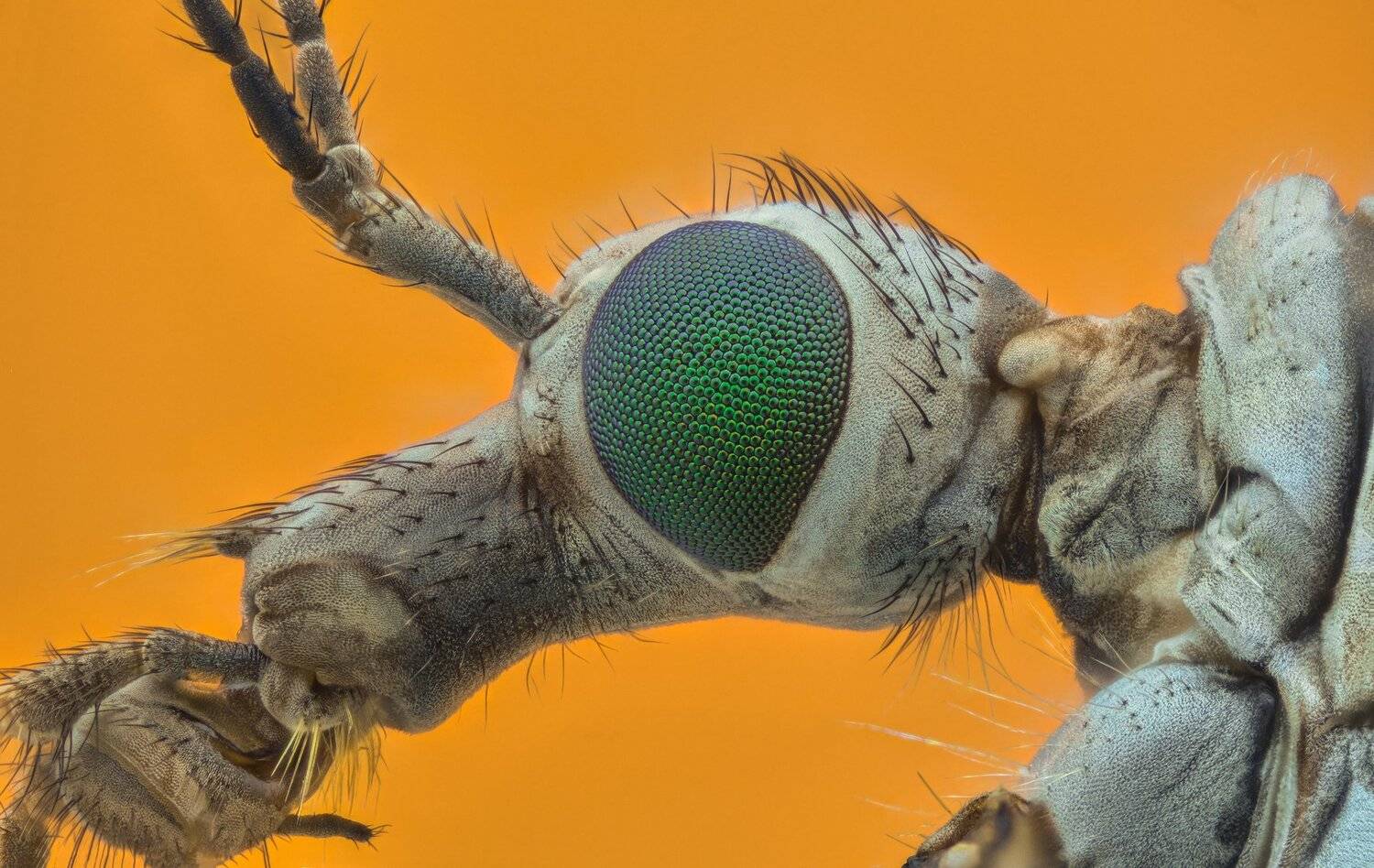 ceclii, macro, extrememacro, nikon d3400, semiplan 6.3, Tsvetan Ganev