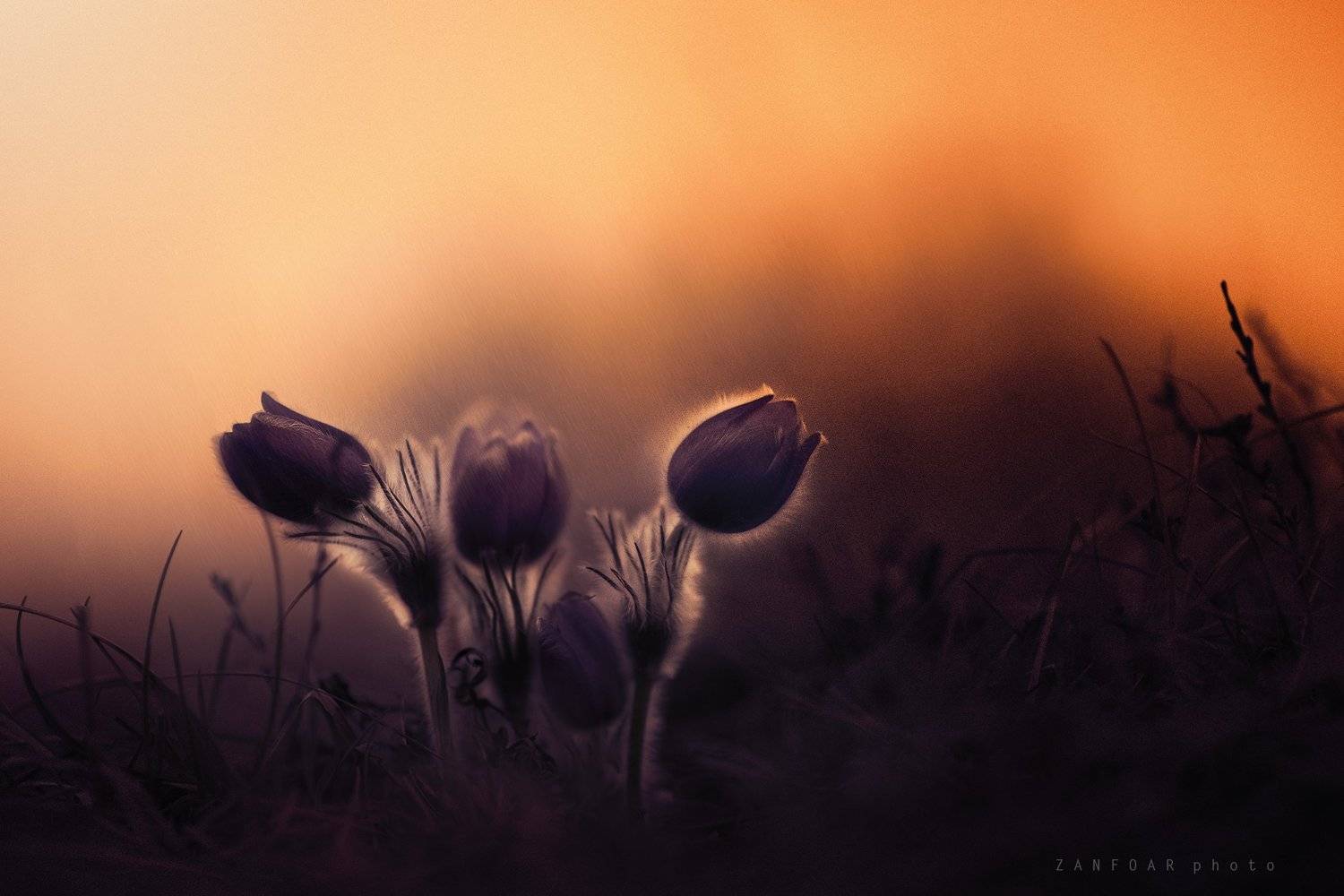 pulsatilla grandis,zanfoar,czech republic,bohemia,moravia,macro,nikon,flower,чехия, Zanfoar