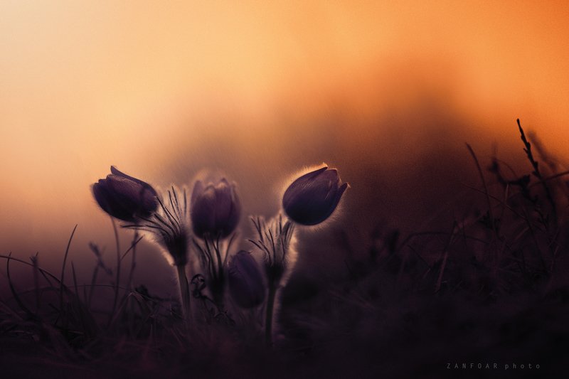 pulsatilla grandis,zanfoar,czech republic,bohemia,moravia,macro,nikon,flower,чехия Pulsatilla grandis III. фото превью