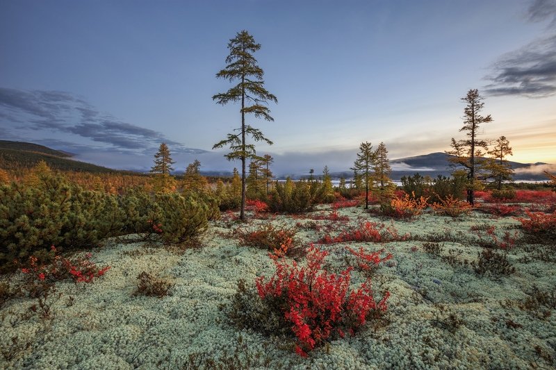 2018, россия, колыма, утро, осень, краски, горы, лиственницы, мох, туман *** фото превью