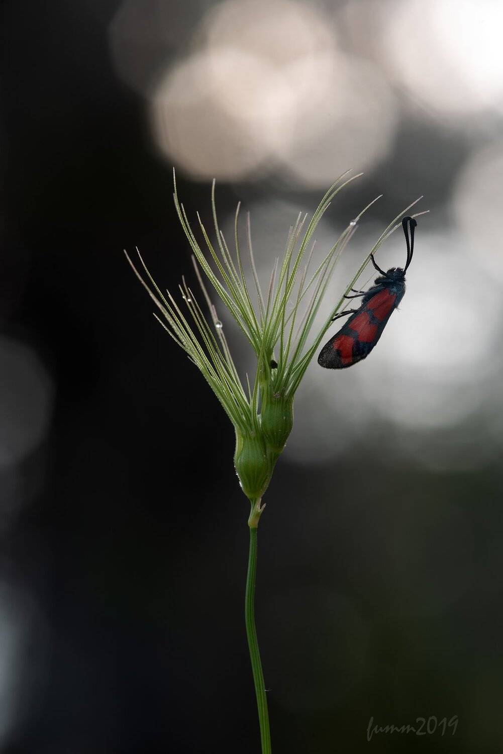 , Игорь ФУММ