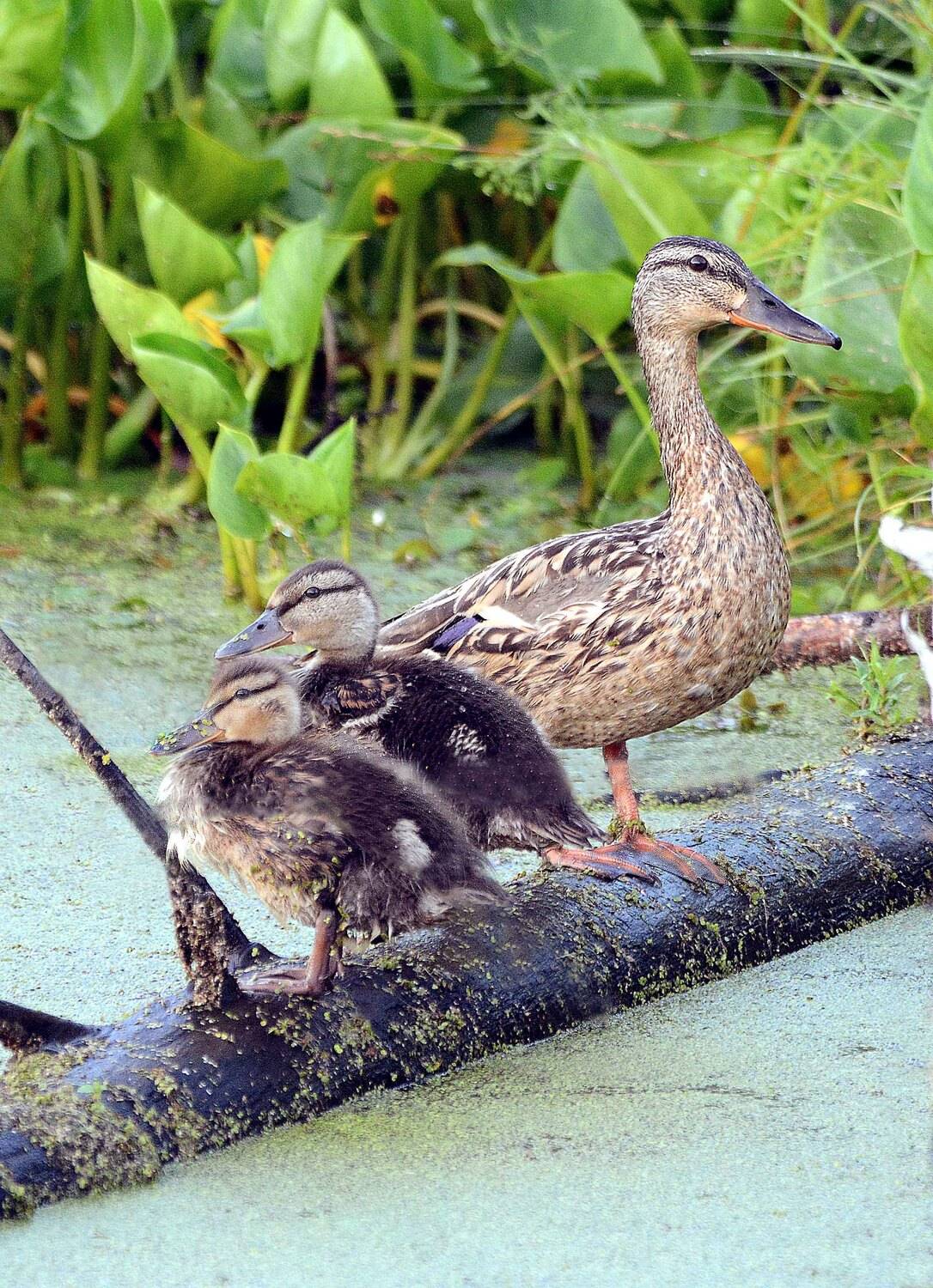 , Михаил Белоусов