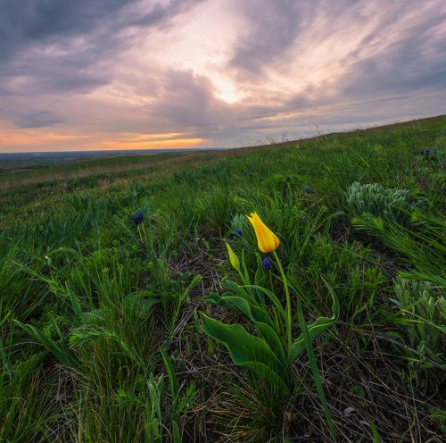 Весенняя степь Ставропольской возвышенности