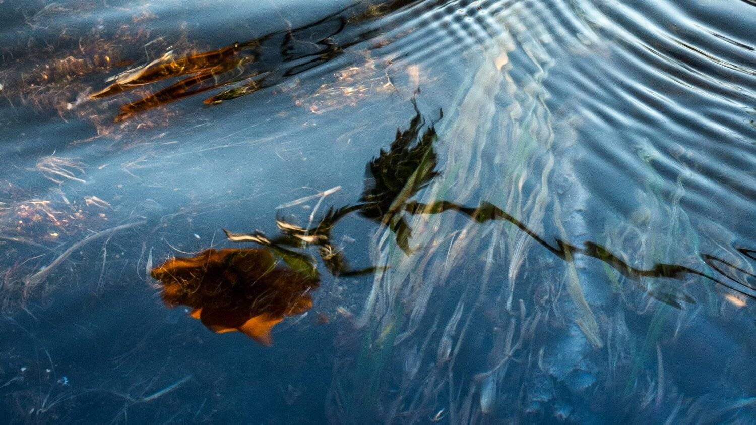 горы, сибирь, саяны, западный саян, ергаки, ник васильев, вода, цветок, жарки, купальница, отражение, Николай Васильев