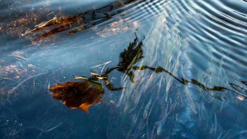 горы, сибирь, саяны, западный саян, ергаки, ник васильев, вода, цветок, жарки, купальница, отражение Призрак фото превью