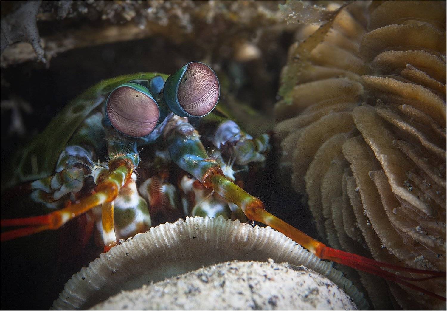 филиппины, рак богомол, Сергей Гаспарян