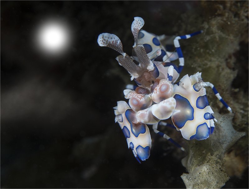 Полнолуние фото превью