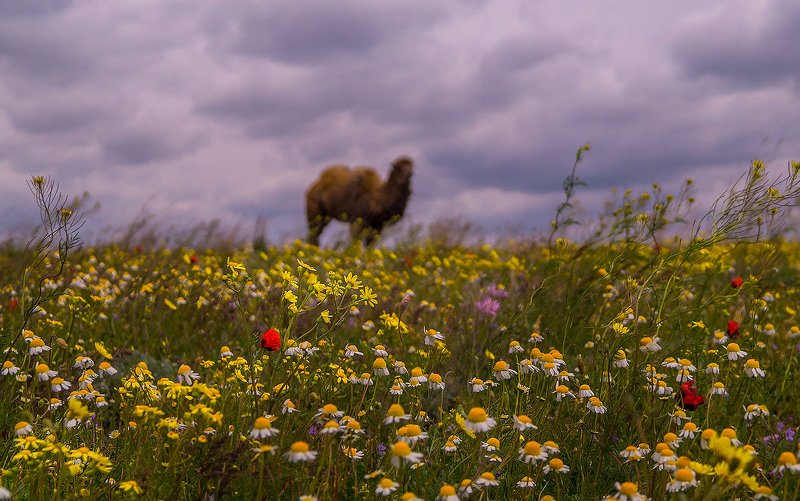 степь — равнина, поросшая травянистой растительностью, в умеренных и субтропических зонах северного и южного полушарий.астраханская обл. лиманский район АСТРАХАНСКАЯ СТЕПЬ (весна) фото превью