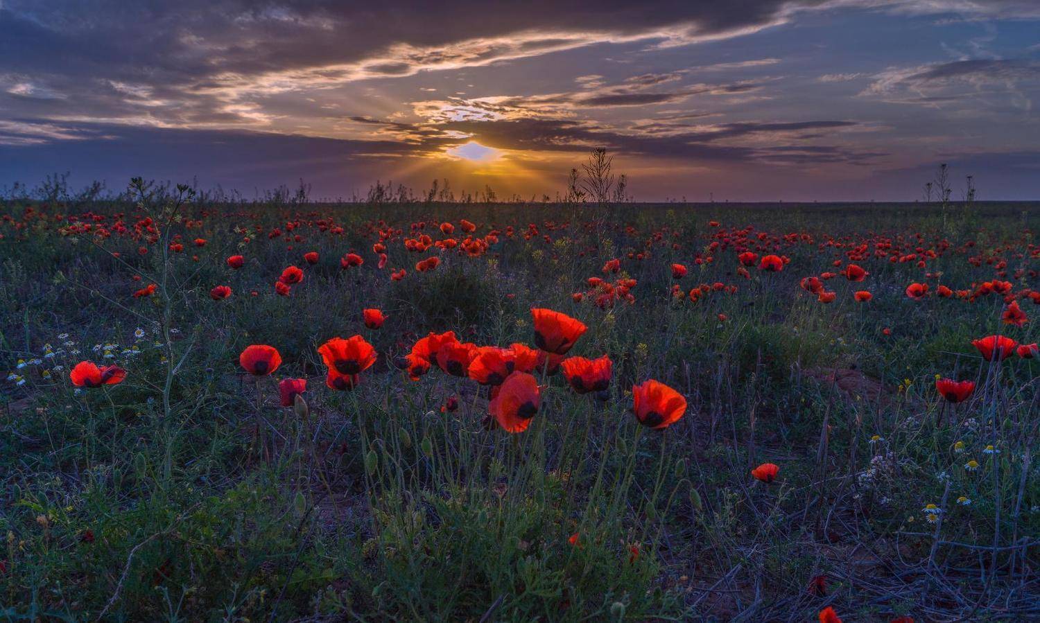 степь &mdash; равнина, поросшая травянистой растительностью, в умеренных и субтропических зонах северного и южного полушарий.астраханская обл. лиманский район, Сергей цыбизов