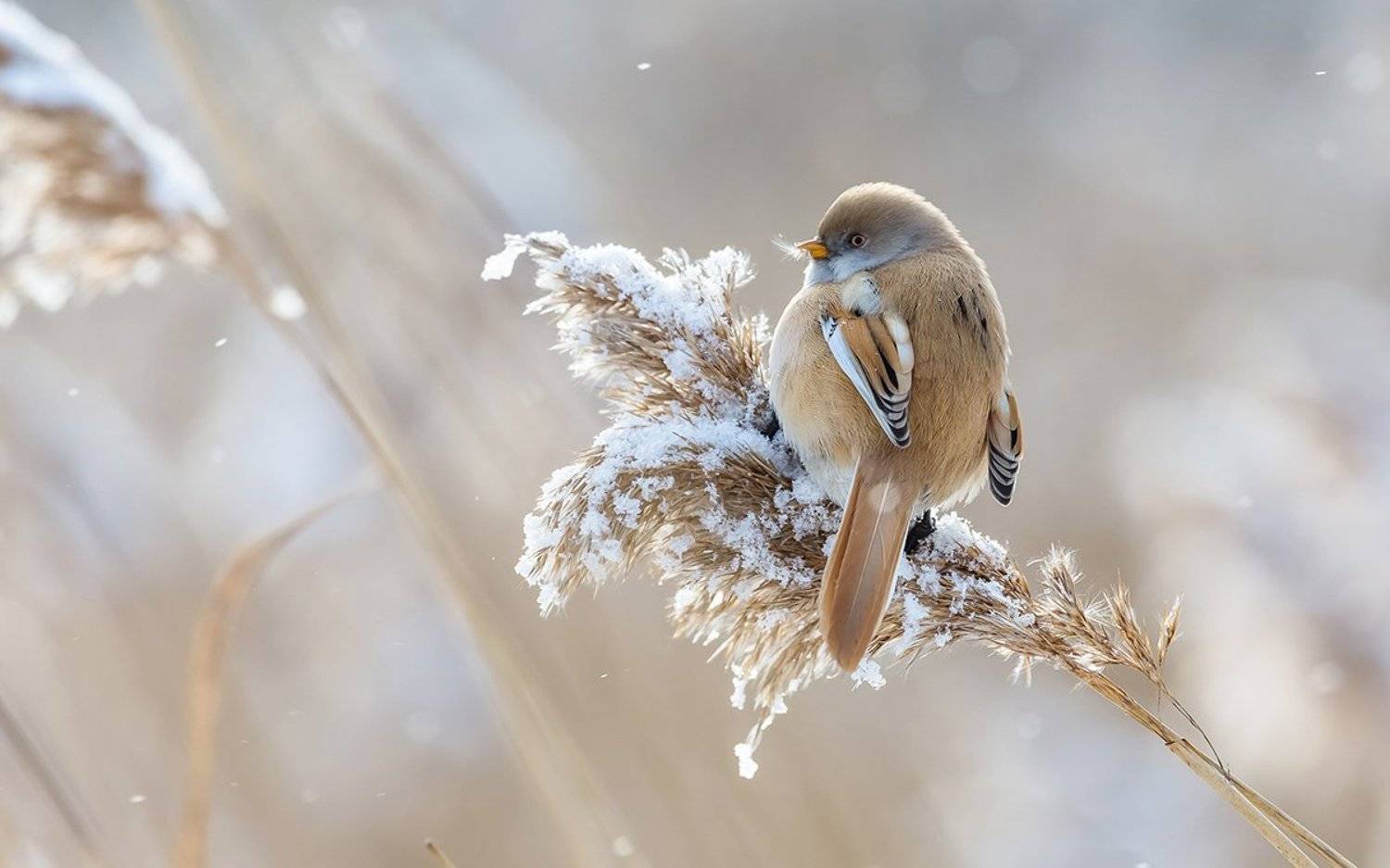 синица, усатая синица, зима, камыш, птица, дикая птица, орнитология, дикая природа, фотоохота,, Victor Dubinkin