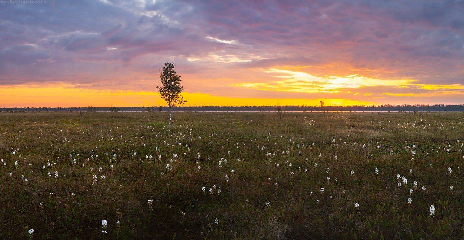 вахта трехлистная, болото, вахтовые топи, ленинградская область, Арсений Кашкаров