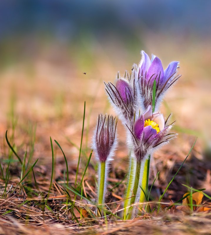 весна, цветы, сон-, трава, паучок О сон-траве и маленьком паучке фото превью
