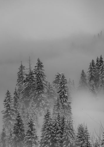 Winter in the Vladeasa Mountains. 