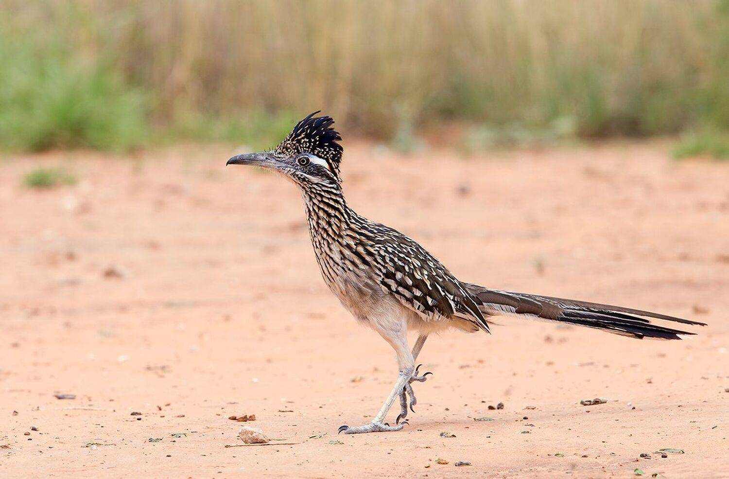 greater roadrunner, roadrunner, tx, texas, Elizabeth Etkind