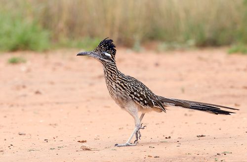 Greater Roadrunner - Калифорнийская земляная кукушка