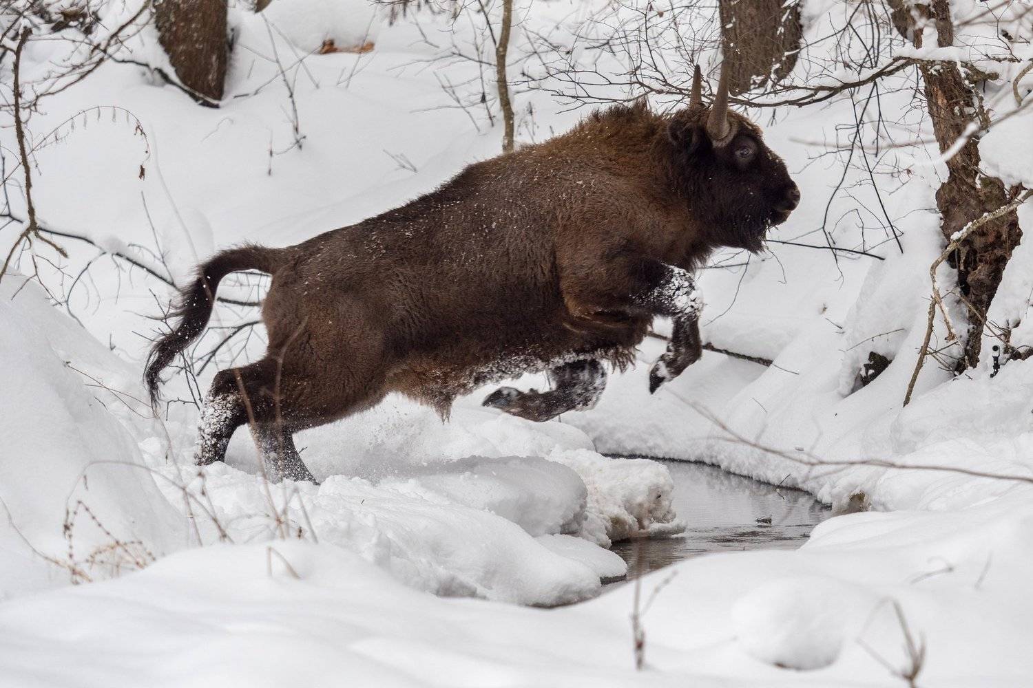 Зубр, Олег Сидоров