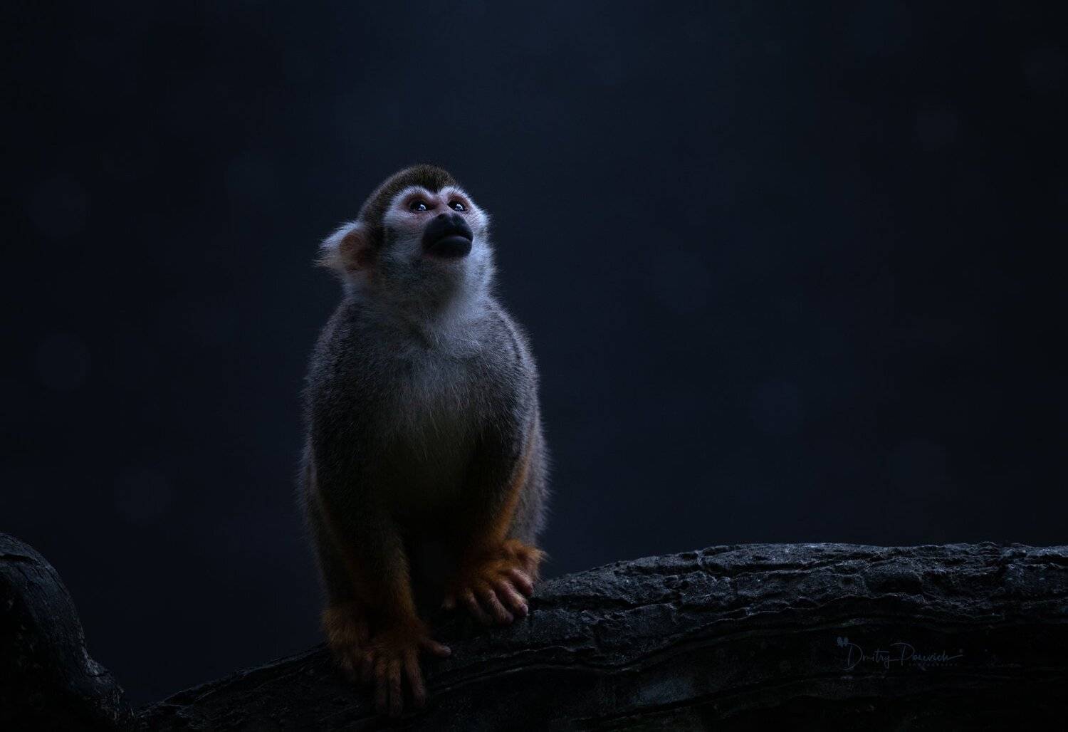 природа, животные, птицы, вьетнам, остров фукок, Дмитрий Посевич