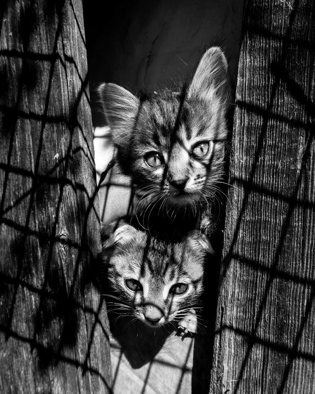 Котяты фото превью