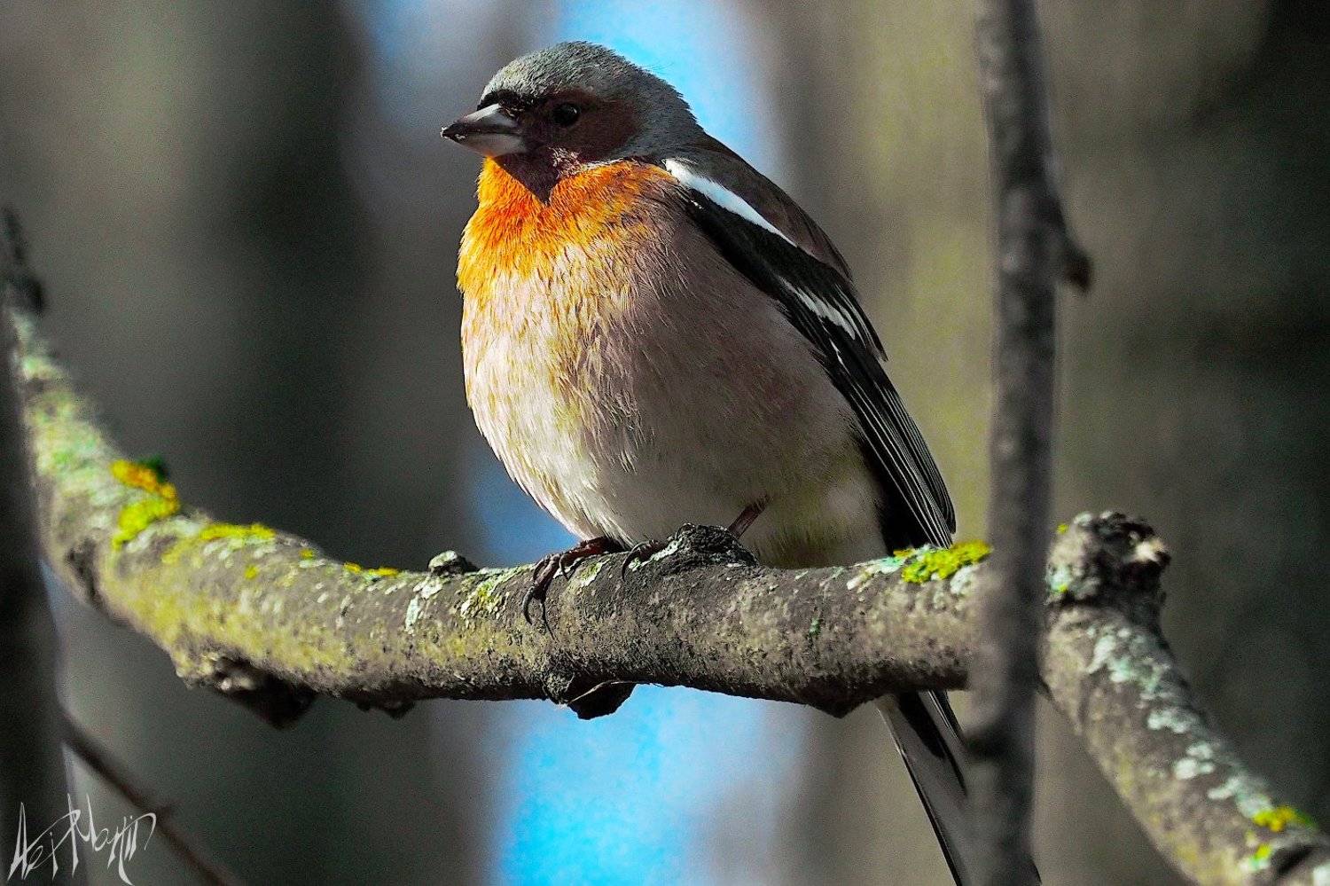 птицы, Александр Мартынов