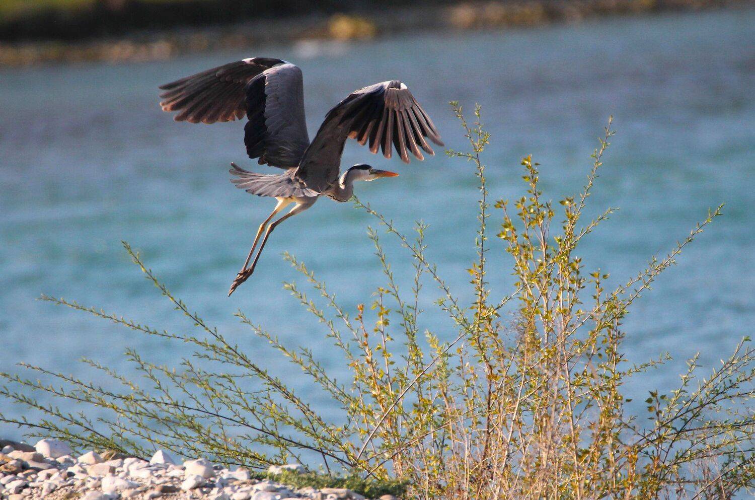 серая цапля,птица,дикая природа,, Marat Magov