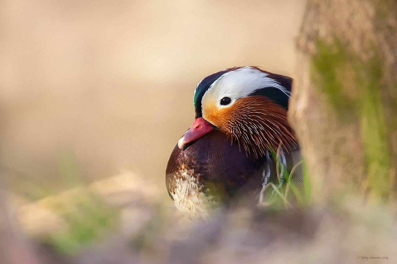 , Валерий Субачев