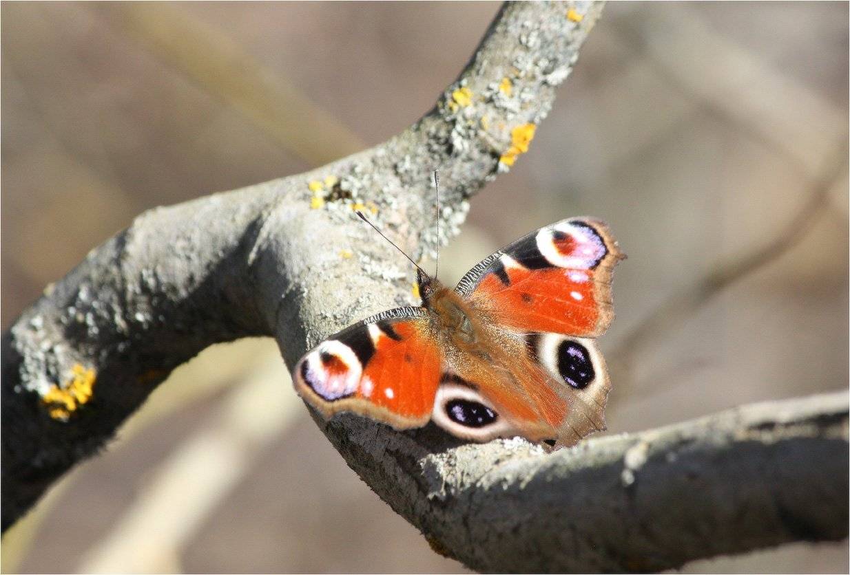 бабочка, павлиний глаз, КарОл