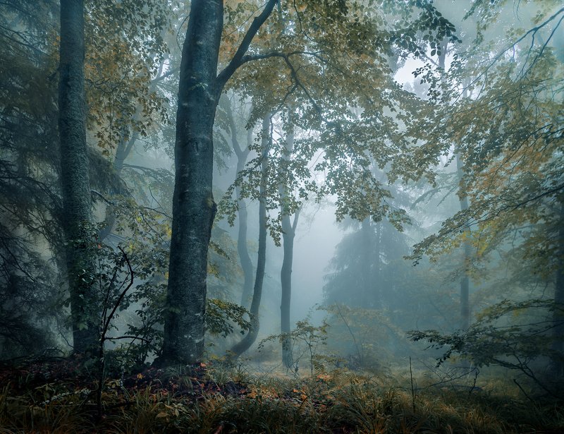 In the wood
