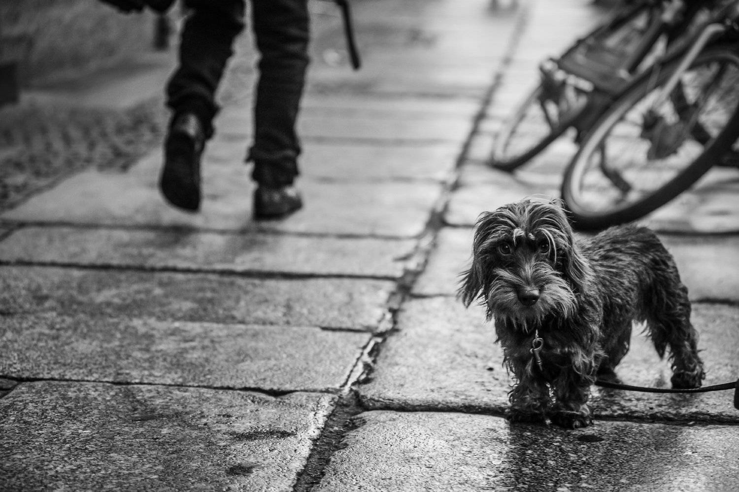 , Курта Аркадий