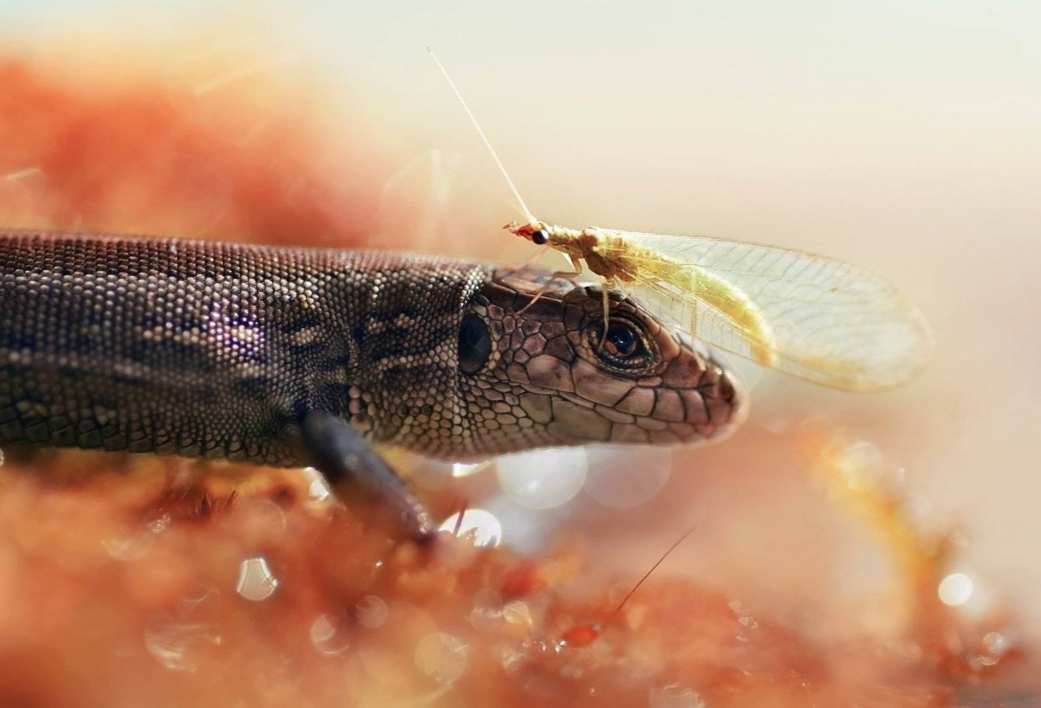 , Лапшина Владлена