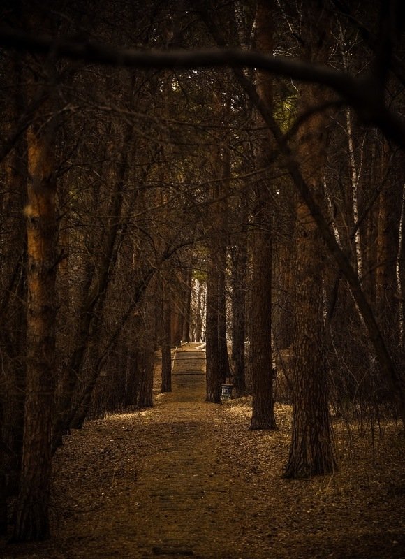 Тропинка фото превью