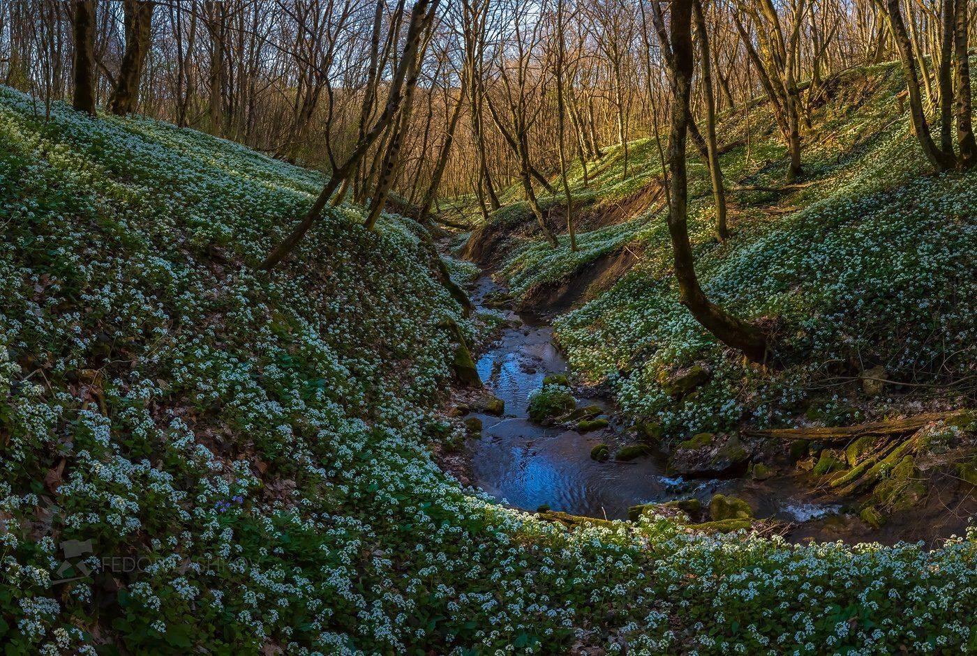 ставропольский край, путешествие, цветы, природа, флора, толстостенка крупнолистная, цветок, первоцветы, в лесу, лес, весна, ручей,, Лашков Фёдор