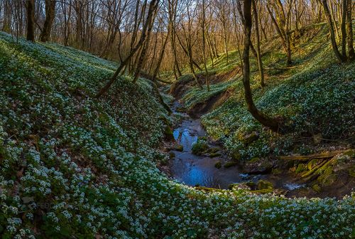 Цветущий снег
