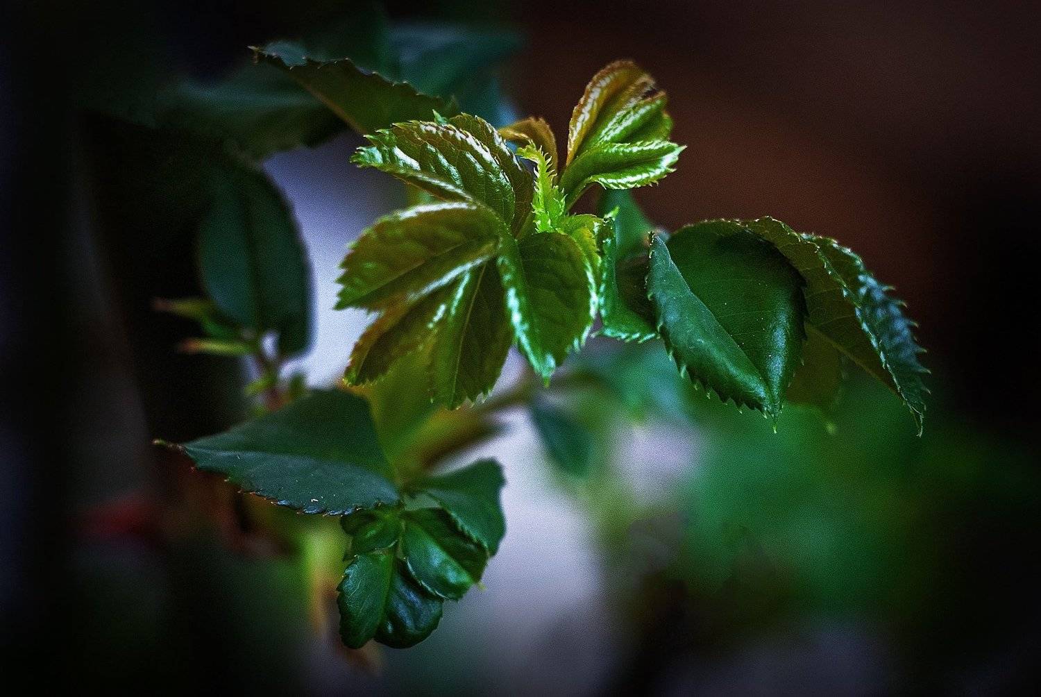 , Владимир Гамаюнов