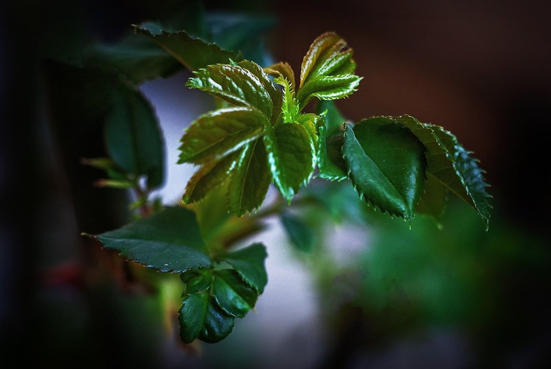 розочка фото превью