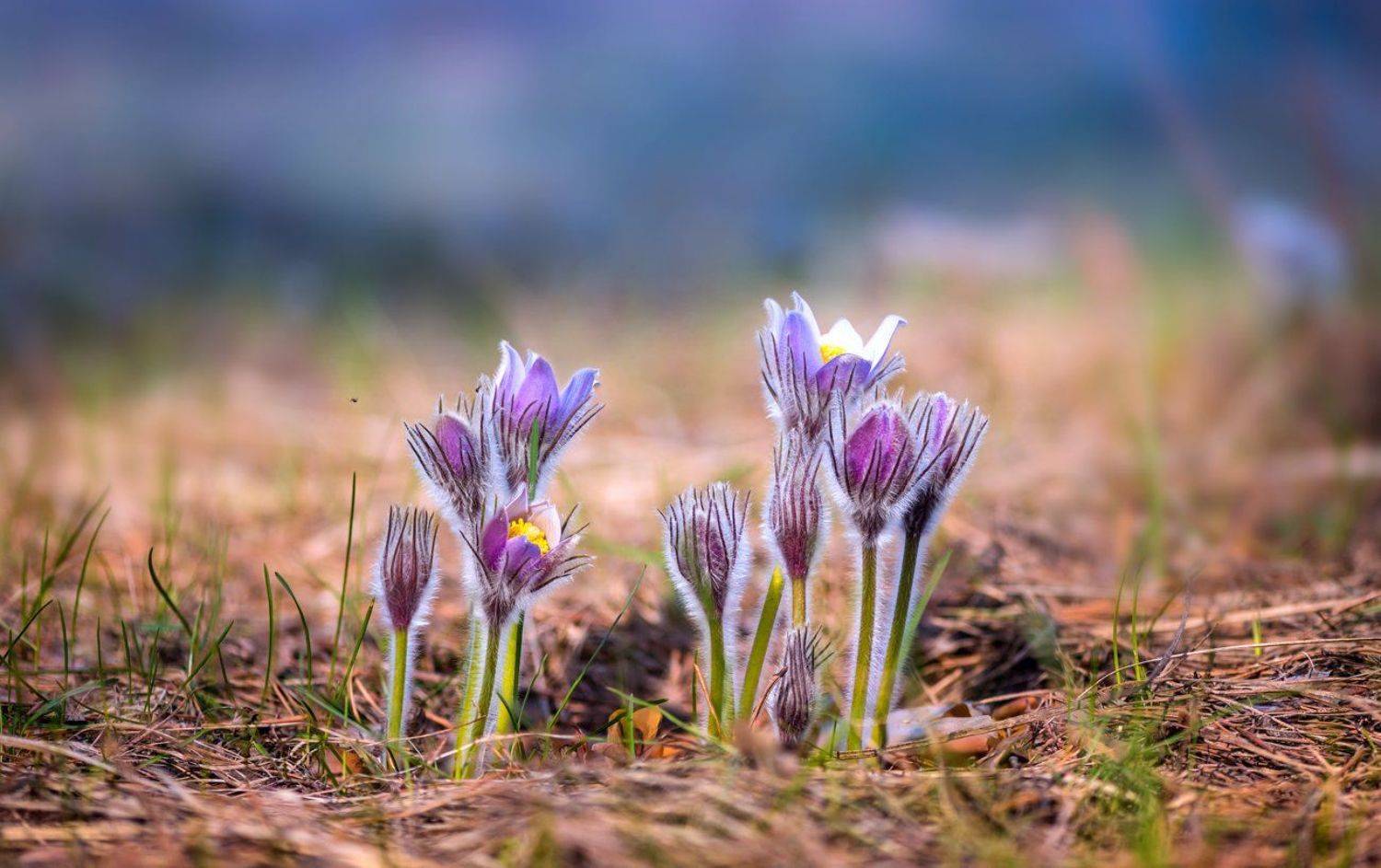 весна, цветы, сон-, трава, Галанзовская Оксана