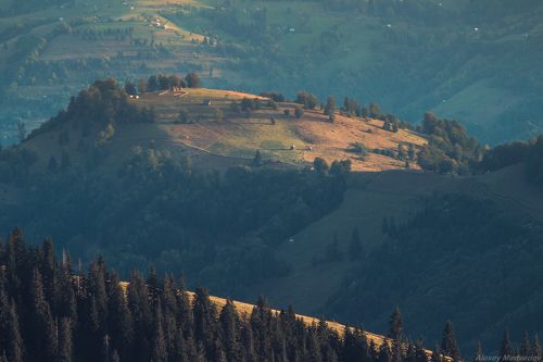 Солнечные луга