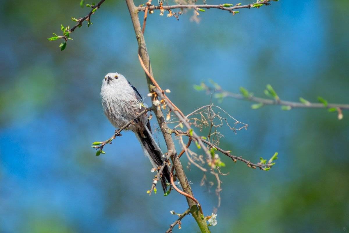 Aegithalos caudatus, wildlife, bird, Long-tailed tit, Wojciech Grzanka