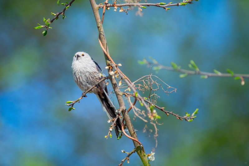 Aegithalos caudatus фото превью