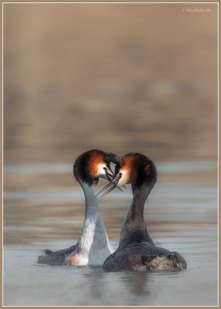 , Валерий Субачев