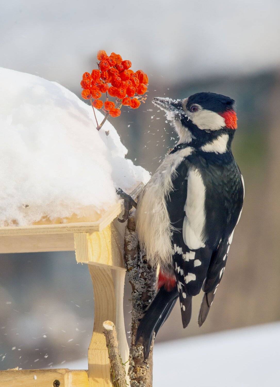 , Михаил Белоусов