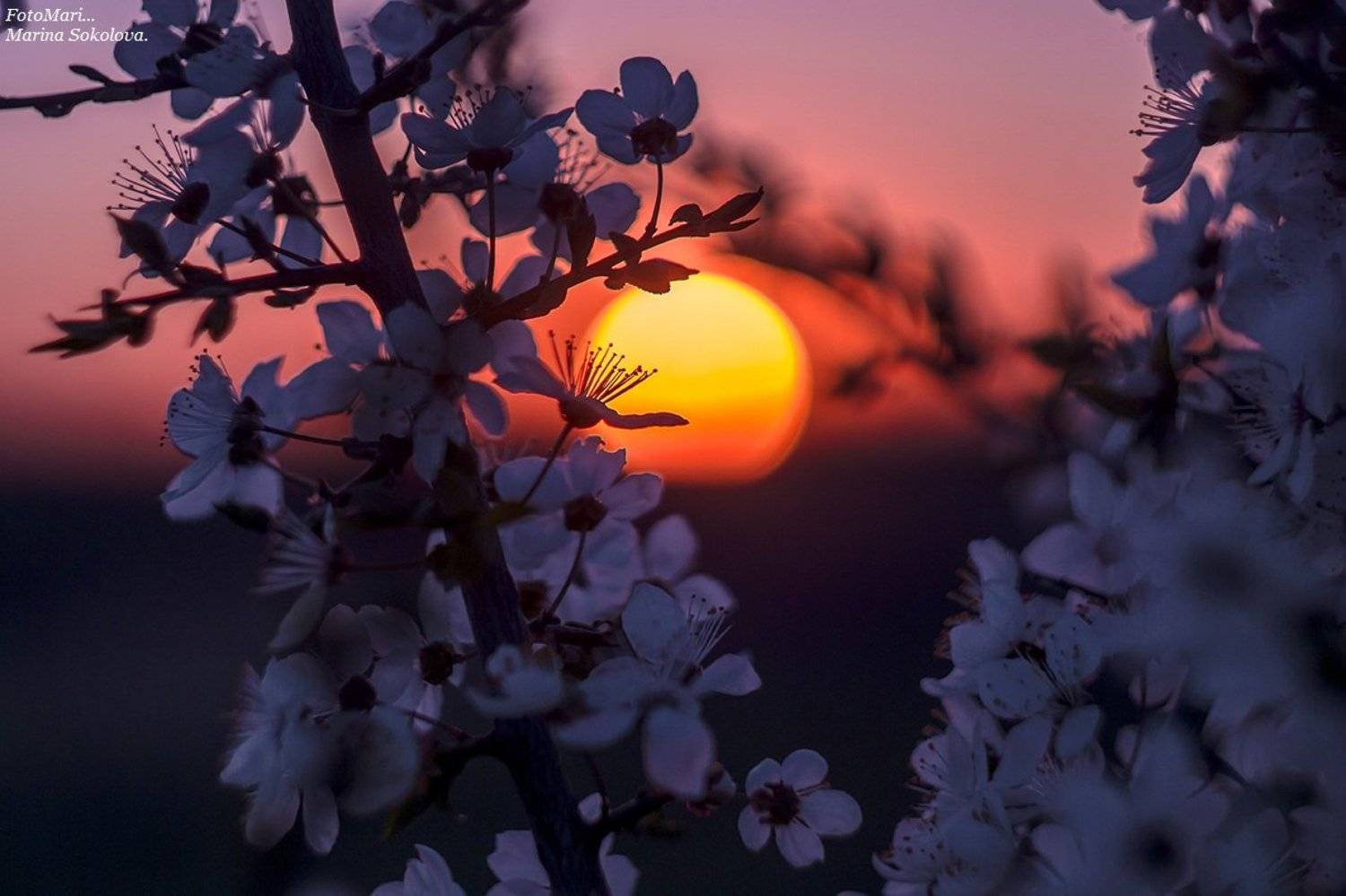 , Марина Соколова